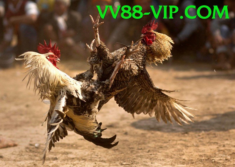 Cách Đọc Kèo Đá Gà - Tải xuống